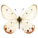 Cavoti API 的 Logo